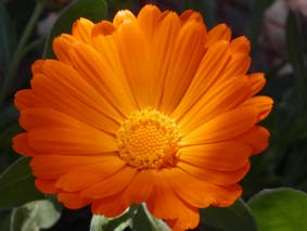 Ringblomma