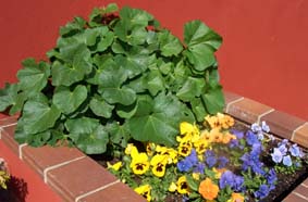 Stockrosfr�erna som jag tagit fr�n blomst�llningar i Sverige v�xer s� att det knakar!
