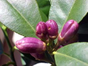 Citronblom