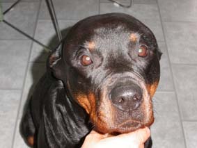 V&auml;rldens sn&auml;llaste Rottweiler