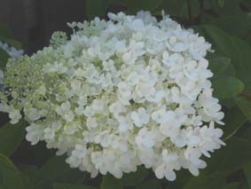 Syrenhortensia