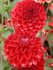 Dahlia