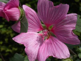 En malvaliknande blomma