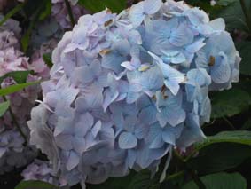 Blå hortensia