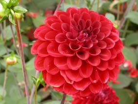 Dahlia