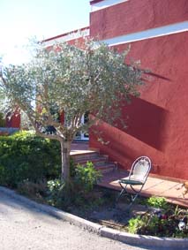 F�rs�ker f� till lite julljus i olivtr�det