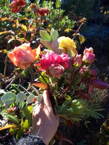 Plockar rosor