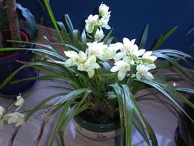Blommande orkid&eacute;