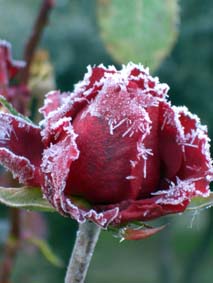 Frostbiten ros I
