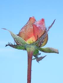 Frostbiten ros II