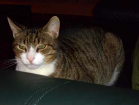 Simpson ligger i soffan och v�ntar p� mig...