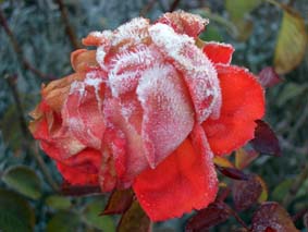 Frostbiten ros
