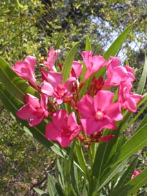 Oleander