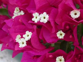 Bouganvillea