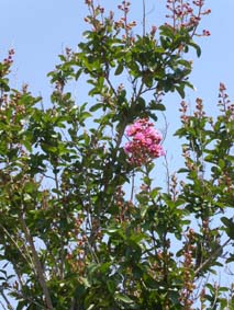 Lagerstromia