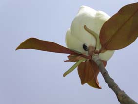Nya magnolian