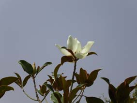 Nya magnolian