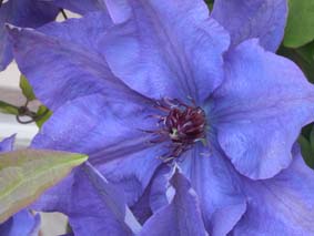 Clematis