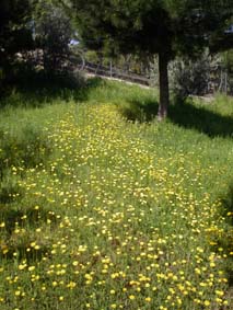 Sommar&auml;ng