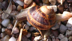 Snigel