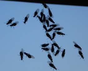 Vidriga flygmyror