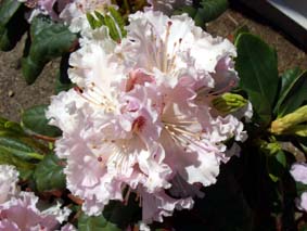 Rododendron
