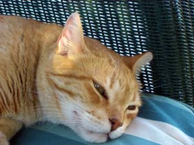 Tr�tt katt!