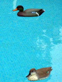 Tv� �nder simmar i poolen