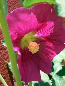 F�rsta blomman!