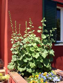 Blommorna �r alldeles f�r stora d�r de st�r nu...