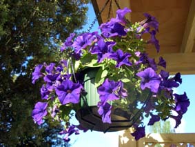 Petunia (Surfina) i ampel