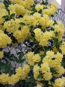 Rosa banksiae lutea
