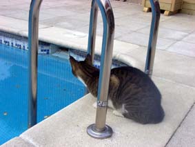Kattskr�lle!
