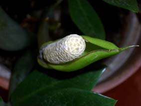 Blommande garderobsblomma