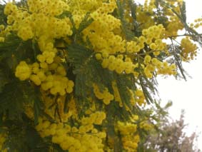 Mimosa