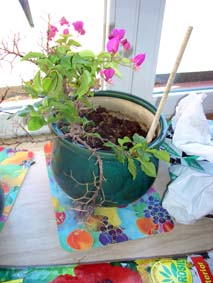 Ledsen bouganvillea
