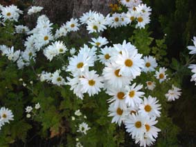 Margeriterna blommar fantastiskt fint nu