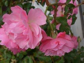 Rosa rosor