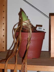 Kanske det blir en amaryllis?