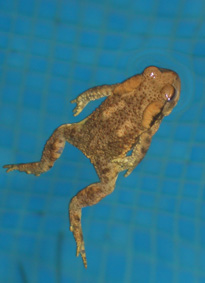 Floating frog 2