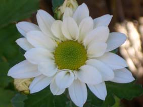 Margerit