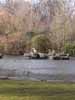 En pelikan i Saint James's Park
