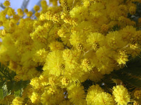 Mimosan blommar vackert!