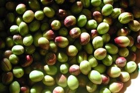 Gr&ouml;na?? oliver