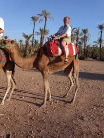 Yoffi camel!