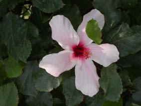 Hibiskus