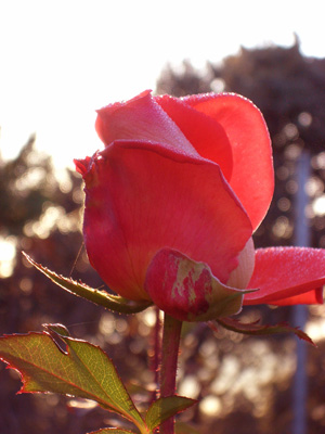 R�d rosenknopp