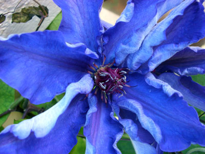 Blommande clematis